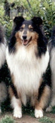 Bullit's girl d'Ivoirie Field