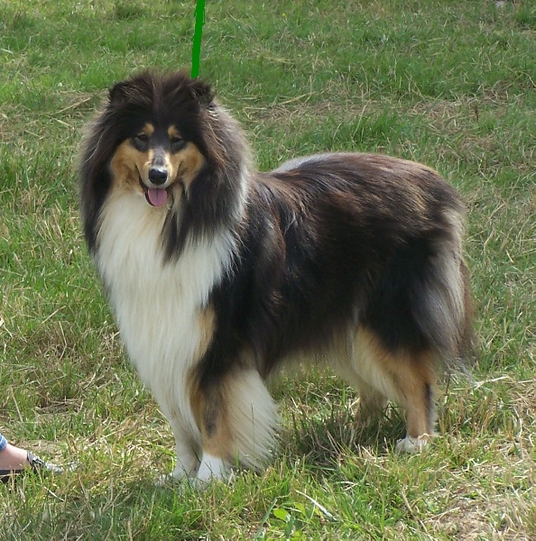 Bambou black d'Ivoirie Field
