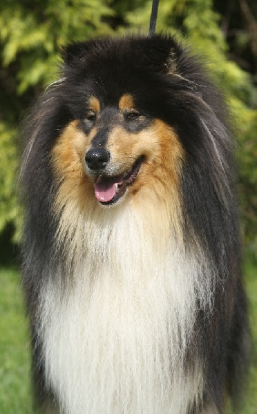 Beltz black d'Ivoirie Field