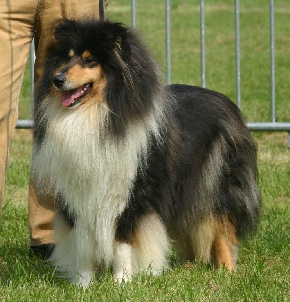 CH. Valse brune d'Ivoirie Field