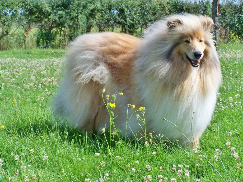 Jiboulee en or kim d'Ivoirie Field