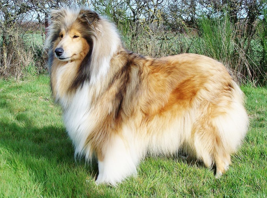 Pearl ambree d'Ivoirie Field