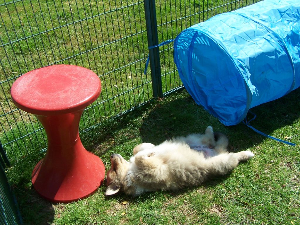 d'Ivoirie Field - On démarre l'agility !!!