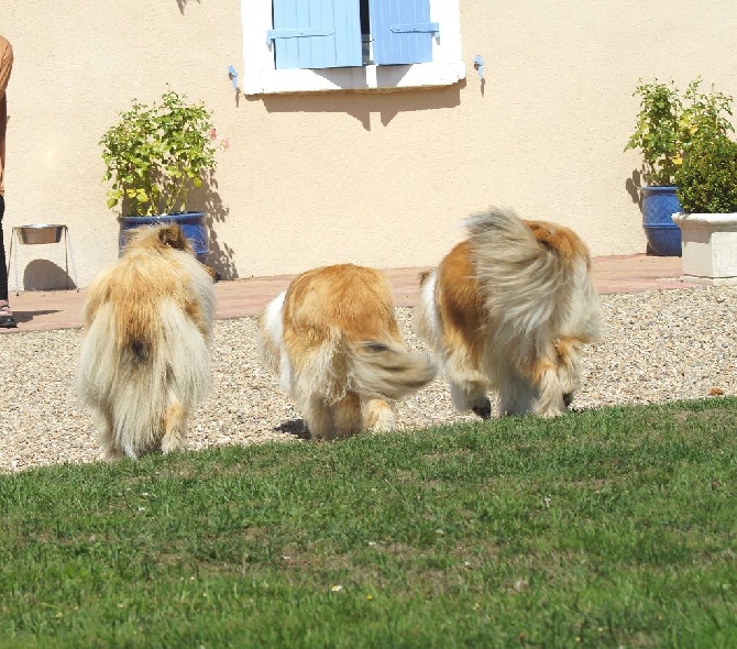 d'Ivoirie Field - REUNION DE FAMILLE