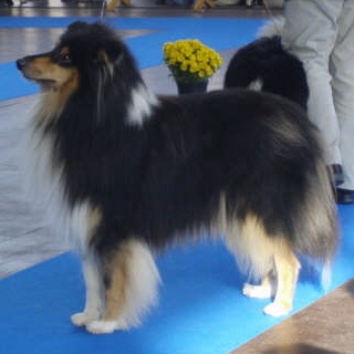 d'Ivoirie Field - BELTZ CACS-CACIB-BOB à BILBAO ( DURANGO)