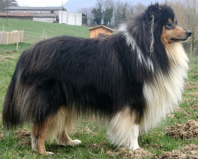 d'Ivoirie Field - BELTZ, 3ème au TOP COLLIE Espagnol