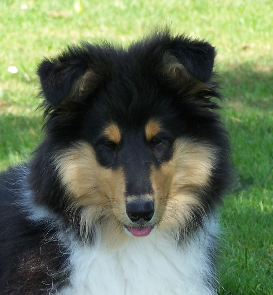FENZA