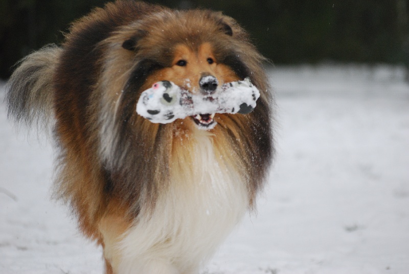 JEUX DE NEIGE