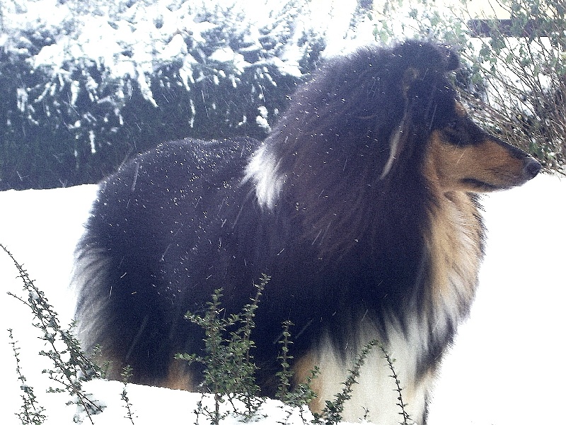 LES IVOIRIE FIELD SOUS LA NEIGE