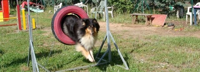 BRIDGET EN AGILITY