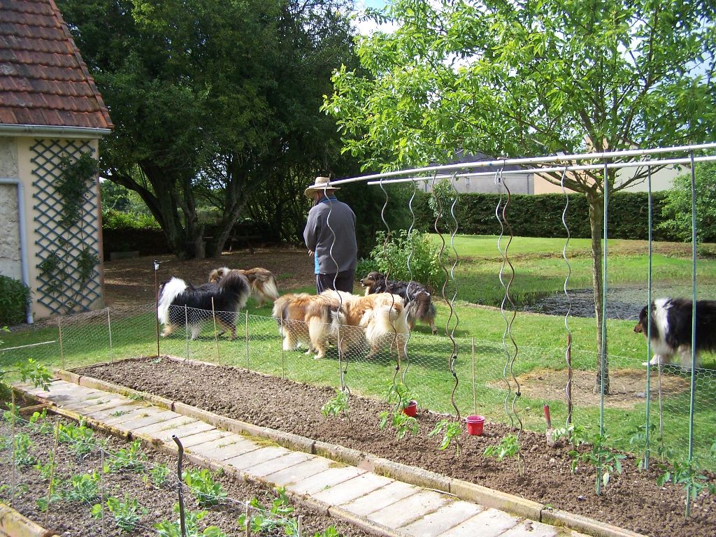 PRINTEMPS 2017 - plantation des tomates